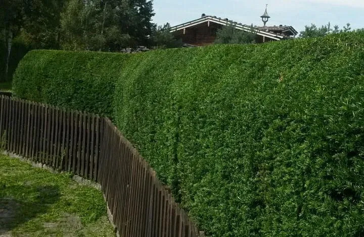 Hecken- Strauch- Baumschnitte